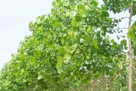 有人说杨树就应该全砍了，杨树真是一无是处吗？图片