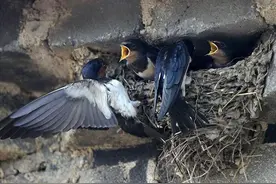 燕子来家里搭窝是好事吗？竹子开花真是“大凶之兆”？3则冷知识图片