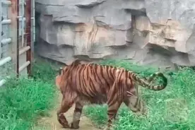 动物园老虎热到不想吃饭，加上常年承担交配重任，身体骨瘦如柴图片