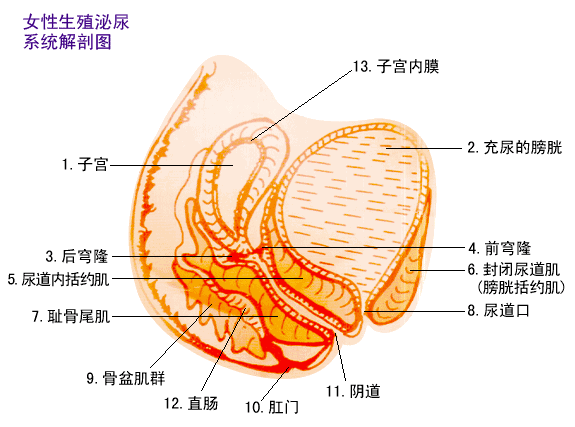 她是第一次下面很紧前戏做的也很足（妹妹的松紧跟经常嘿嘿嘿有关系吗）