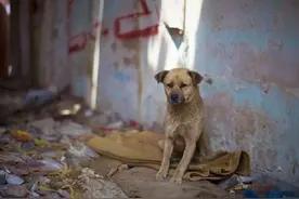 若捡到这几种狗，别嫌弃，带它回家吧图片