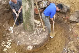 灭生性除草剂——环嗪酮图片