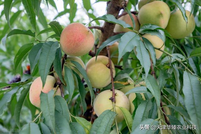 氨基酸&海藻精&腐植酸的作用汇总