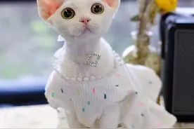 德文卷毛猫，比“布偶”还优秀，养了才知道香图片