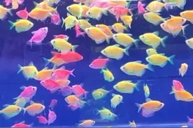 天使鱼是小型观赏鱼，颜色漂亮，皮实耐养，非常适合鱼友们饲养图片
