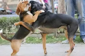 公狗为何称牙狗，母狗为何称草狗？图片