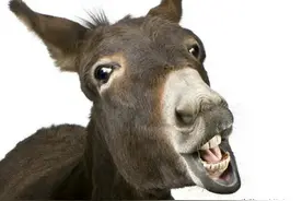 700斤的驴斗300斤的野猪，勇擒野猪救主，回报二爷爷刀下救命之恩图片