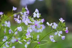 意外吗？情劫越大的人，福报越大图片