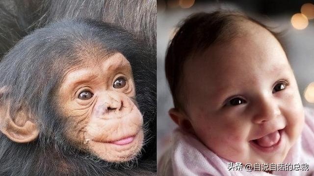 熊猫：真实存在的上古恐惧，为什么只有人类觉得大熊猫很可爱？