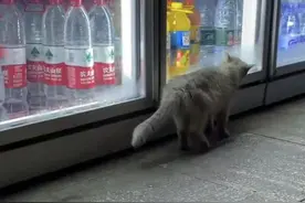 流浪银渐层冰柜上舔水，路人看了十分心疼：也曾是谁家的小可爱啊图片