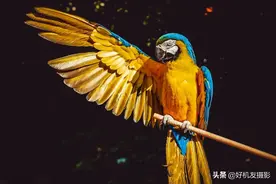 三大主流厂家，眼部识别对焦功能，谁更强？图片