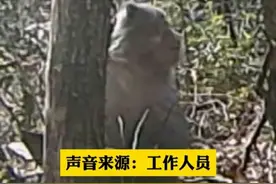 陕西宝鸡首次拍到孙悟空原型猕猴！哪种猕猴是孙悟空原型？真敢说图片