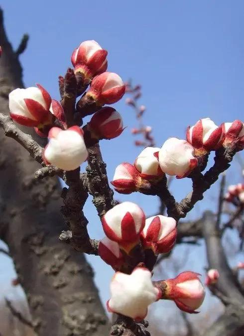 经常梦见童年老家院子里的杏树开花了！可能我对杏树情有独钟吧
