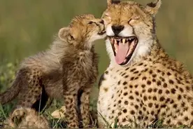 世界各地摄影师拍下动物界的母爱，哪一幅最让你动容？图片