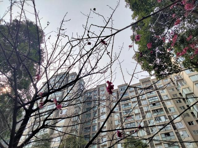 成都哪个区域的房子适合居住，是成都性价比最高的楼盘？