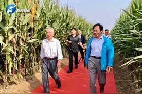 农业专家脚踩地毯下玉米地，让专家不接地气才能表达重视吗图片