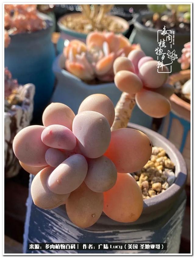 疫情送给我的礼物:肉肉娃和狗狗娃