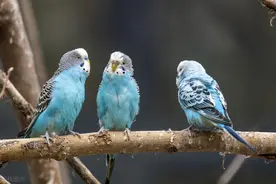 鹦鹉乱叫怎么办？鹦鹉吼叫的常见原因和解决办法图片