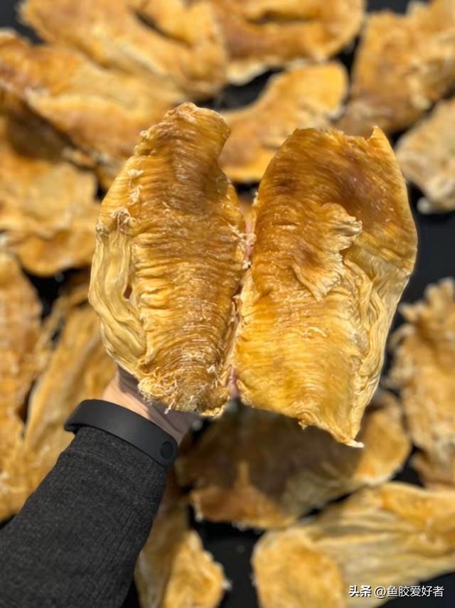 巴西北海鱼胶 巴西北海鱼胶的图片