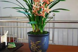 4种“高贵花”，吉利又长寿，能活一百年，卖了很值钱图片