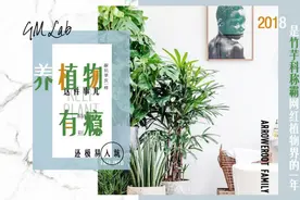 网红竹芋科植物的推荐与养护图片