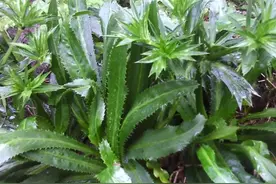 农村路边一种稀有野菜，瑶族同胞们俗称“假芫荽”，您是否见过图片