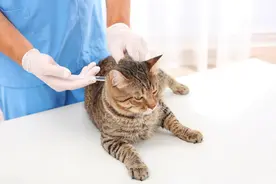 多年养猫的人，才知道这些猫咪疾病的解决方法图片