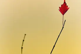 散文：人到中年，更懂得一切安好与美好，皆源自内心图片