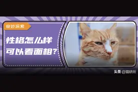 猫咪肉垫形状能看出TA的性格？劝你别当真...图片