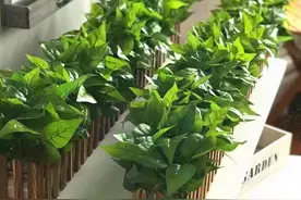 绿萝在夏季，要注意2点，叶子依然油绿，爬藤更快了，年年都旺图片