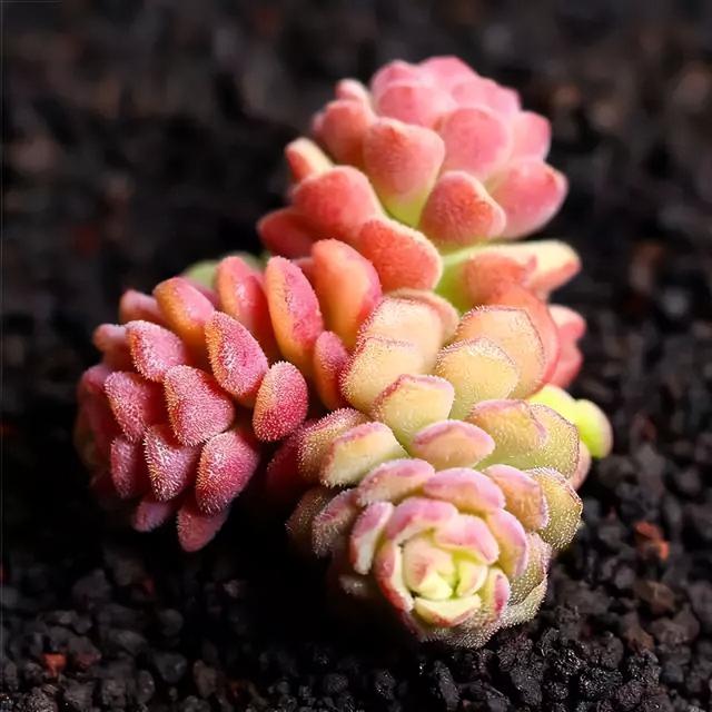 270种常见多肉图谱，一分钟认全！