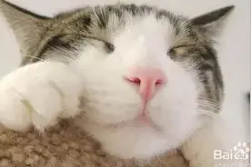 如何训练猫大小便图片