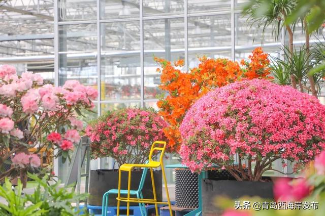 “五一”假期畅游西海岸，这份指南请查收！