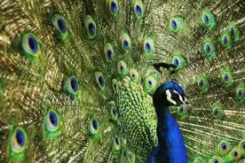 孔雀式进化：一文讲明“孔乙己困境”是怎样的炼成的图片