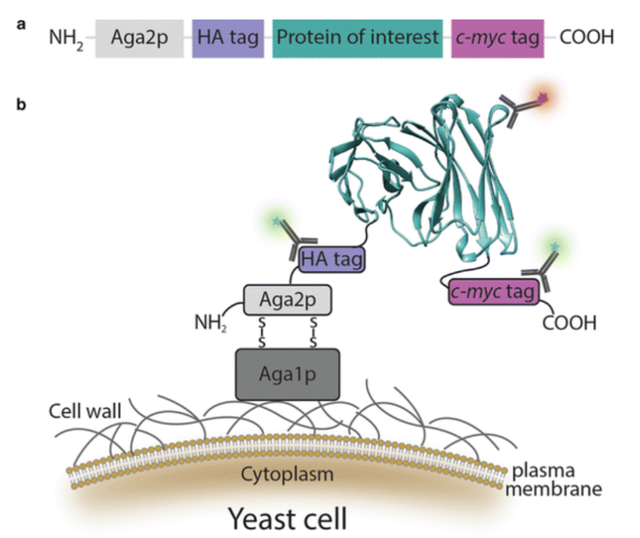 推荐收藏｜浅谈抗体筛选技术