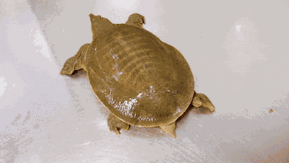 【寻味常德】从一钵常德甲鱼说起(图2)