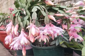 养蟹爪兰的“3不敢”，这是新手的“通病”，赶紧改，难怪养不好图片