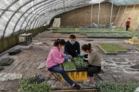 长期在塑料大棚干活，真的会危害身体健康吗？真实案例告诉你答案图片