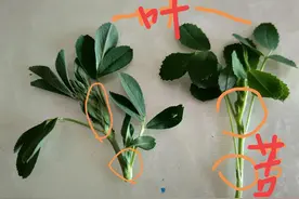 寻常的野菜——苜蓿，食用不当也会引起不良后果图片