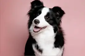 豆爹科普，每日一宠，day2：边牧！图片