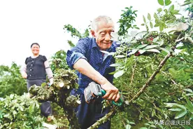 这几个重庆品牌为啥上榜“国字号”？图片