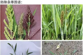 烯草酮使用成本低，高效解决牛筋草、游草等抗性禾本科杂草问题图片