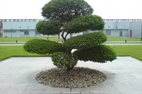 庭院里种“富贵树”，十家有九富，栽这6种树，积蓄好运气图片