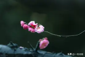 一首咏梅花的古诗，句句写得精妙传神，的确不逊经典名作图片