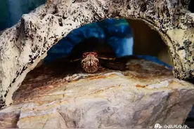 养好小龟苗第六步（换水篇）图片