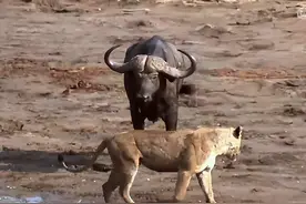 实拍水牛大战狮群，虽然水牛力大无穷，但血液里的压制实在太可怕图片