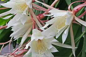 昙花一现，刹那间的美丽图片