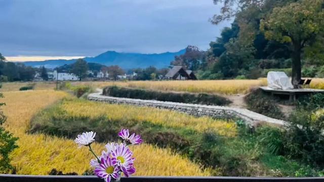 黄山奇遇记：冬观候鸟，野探短尾猴，一场徒步自然的探索之行