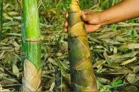 「第三十一期」为什么竹笋长的特别快？图片