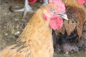 夏季养鸡须高度重视的三大重疾（附治疗方案）图片